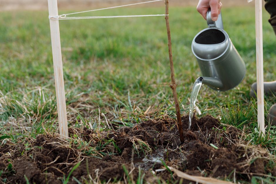 A hand gently watering a small, vibrant green plant, symbolizing the nurturing and growth needed for client relationships after the initial project.